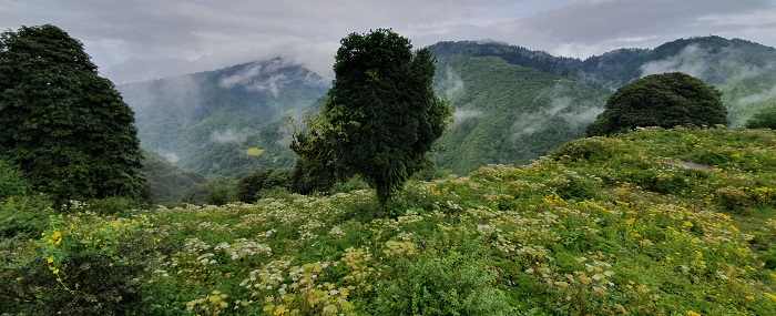 Flora, Fauna in the Himalayas