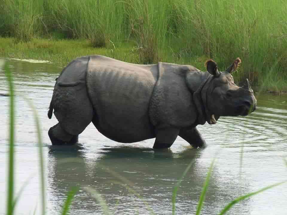 Chitwan National Park Jungle Safari Tour