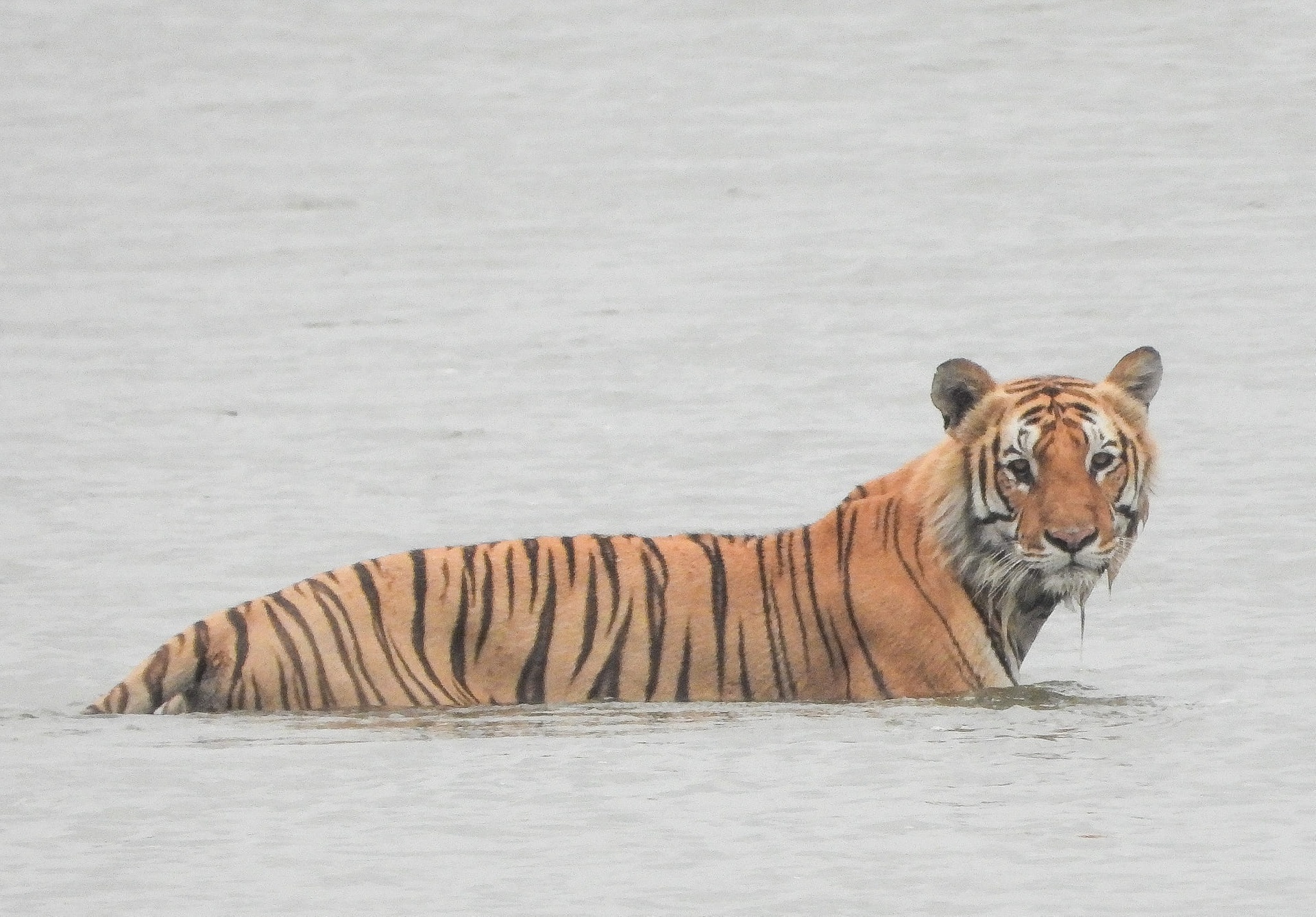 Bardiya National Park Safari