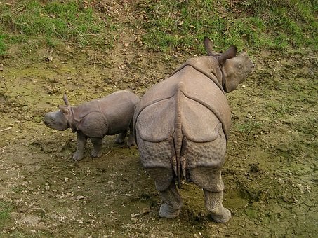Things to do in Chitwan 