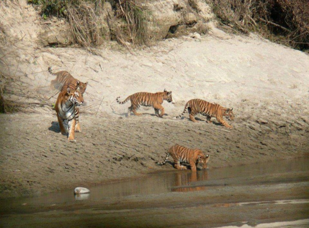 Bardia National Park Safari Tour