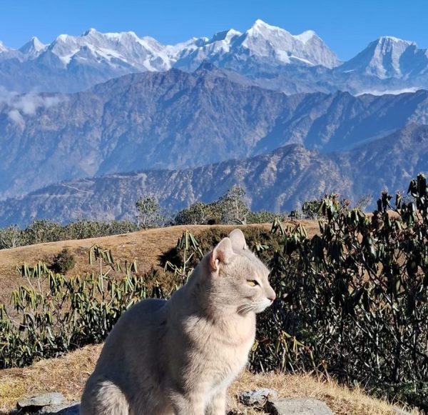 Furry Trekker with a Himalayan Backdrop – Pikey Peak Trek