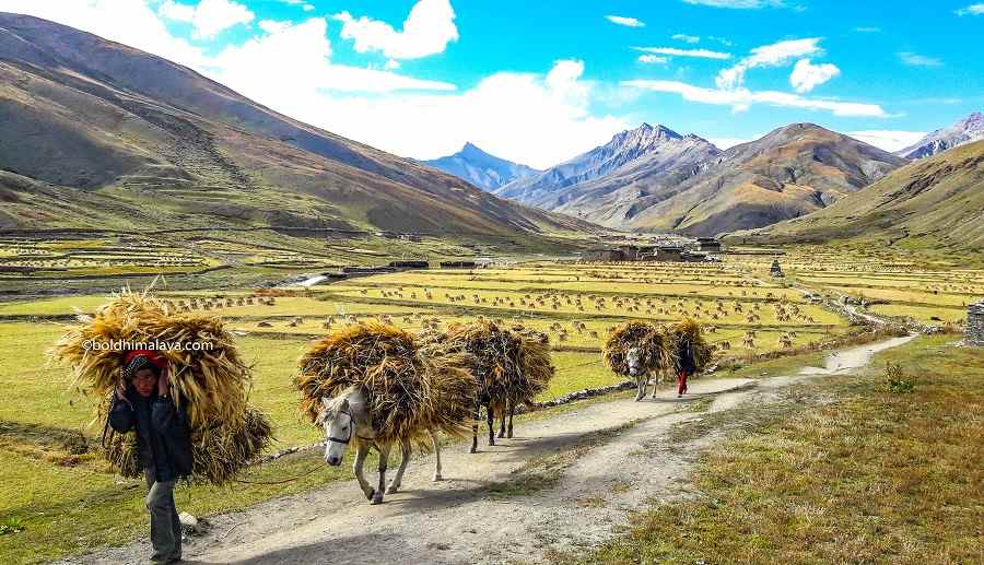 Human and donkey carrying wheat for harvesting in a rural field at lower dolpo