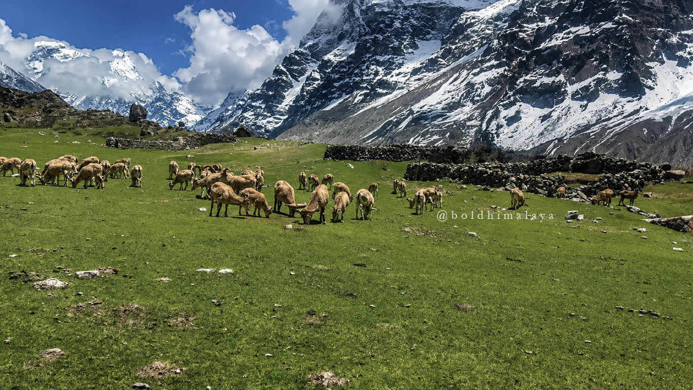 Herd of yaks grazing in green alpine meadow with snow-covered peaks in Kanchenjunga South Base Camp trek Nepal.