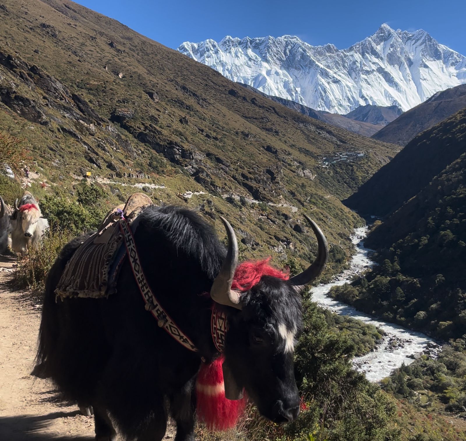 Yaks grazing near Pangboche on the route to Everest Base Camp with helicopter return
