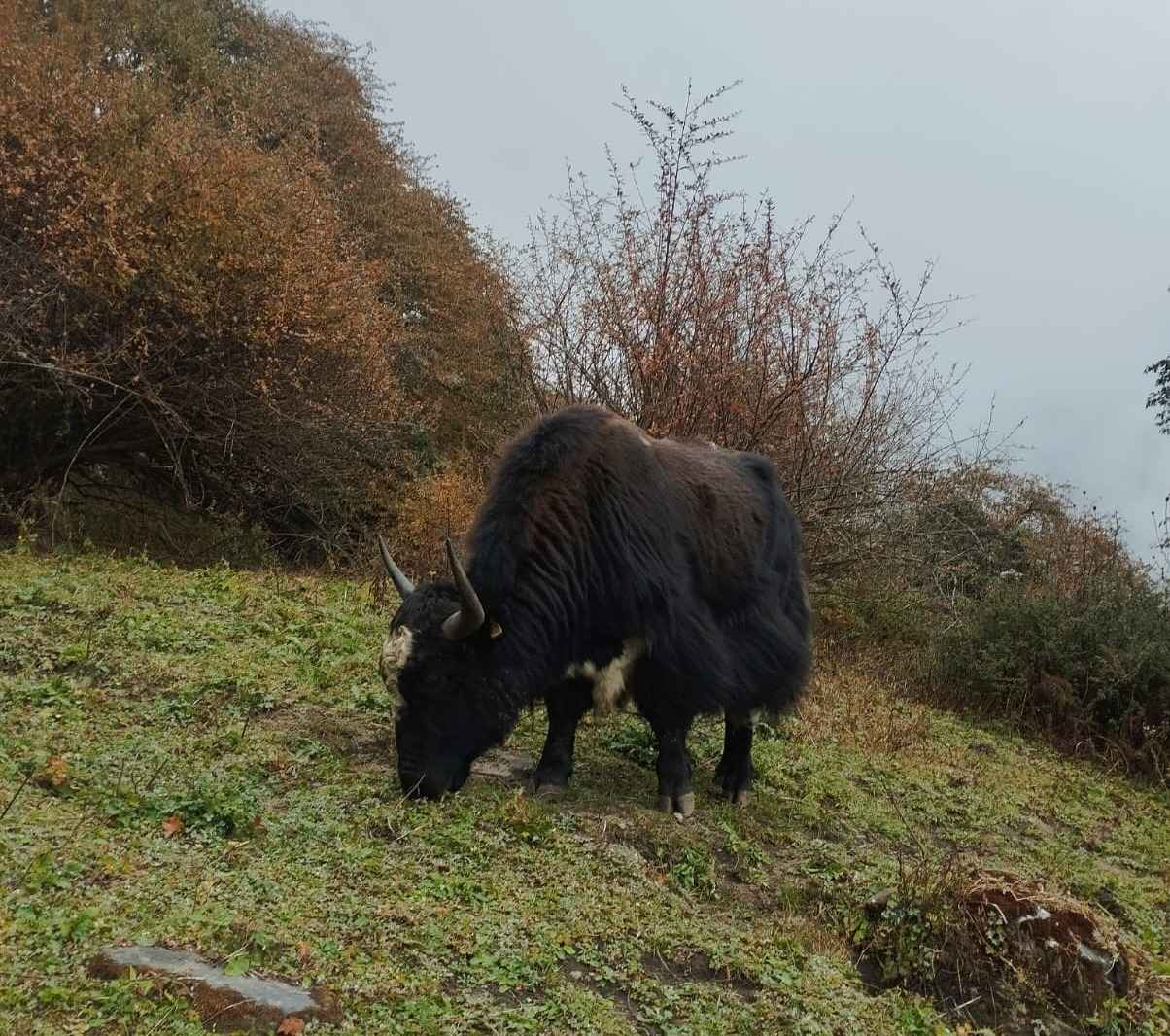 yaks khopra danda trek nepal himalaya animals trail support