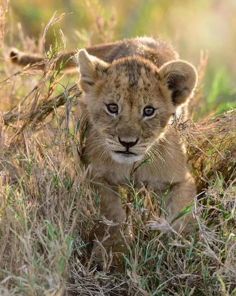Hunting in Nepal