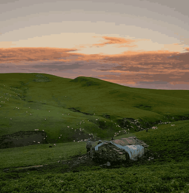 Sheep grazing on a hillside during sunset along the Badimalika Trek, one of the best trek in Nepal.