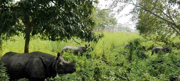 Rhinos walking through the grasslands of Chitwan National Park, showcasing Nepal’s rich wildlife for a Nepal travel guide