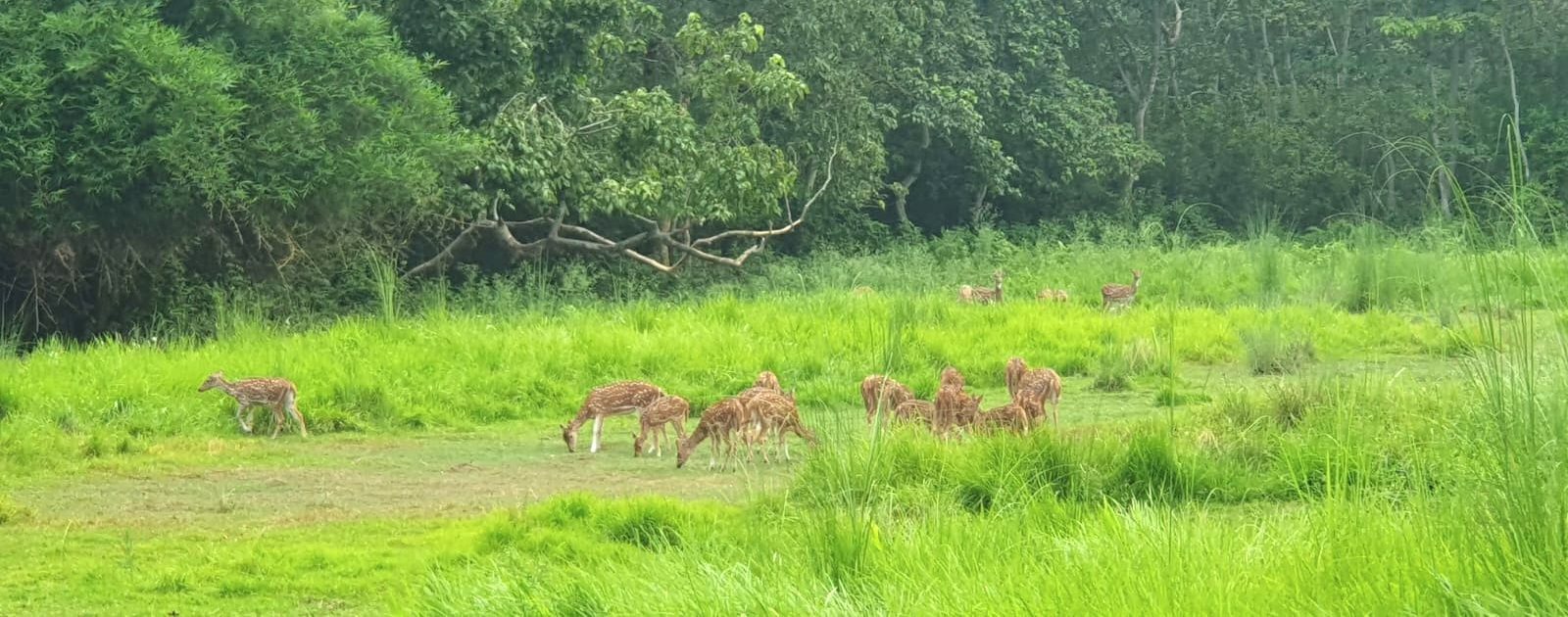 Group of deer in the middle of grasslands seen in Chitwan National Park
