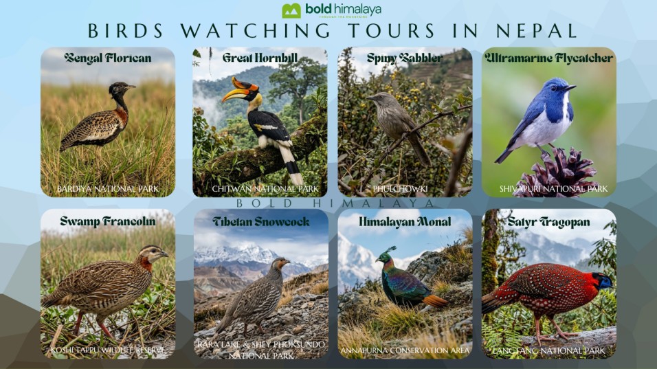 Bird watching in Nepal is a chance to discover rare Himalayan birds, peaceful forests, and rich wildlife habitats