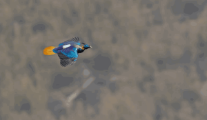 Himalayan Monal spotted during bird watching in Langtang National Park, Nepal