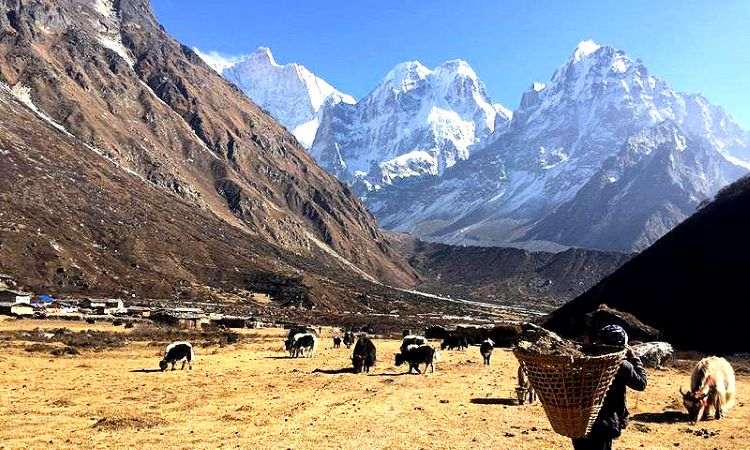 Yaks in the valley beneath Kanchenjunga Base Camp with snow-capped Himalayan mountains in the background, showcasing one of the best treks in Nepal