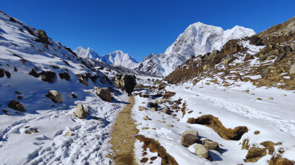 Trekking trail surrounded by snow-covered landscapes on the Kanchenjunga Base Camp Trek