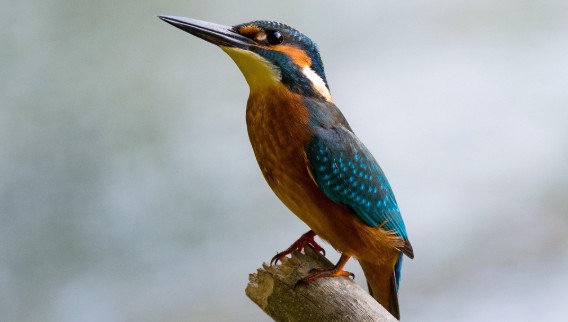Colorful kingfisher perched on a tree branch during bird watching tour in Nepal