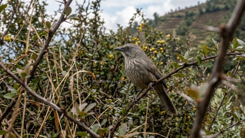 Spiny babbler seen during Bird watching tour in Nepal