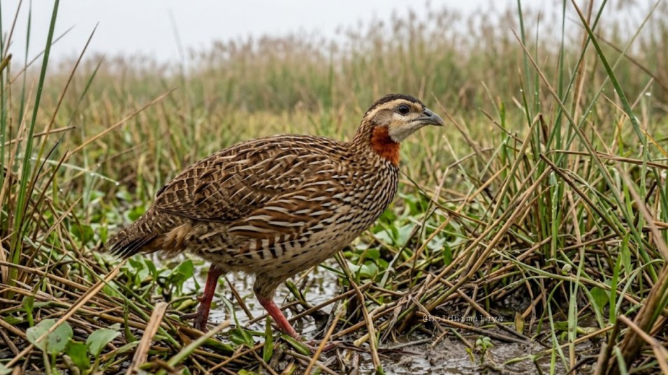 A Swamp Francolin walking through grassy wetlands during a bird watching tour in Nepal
