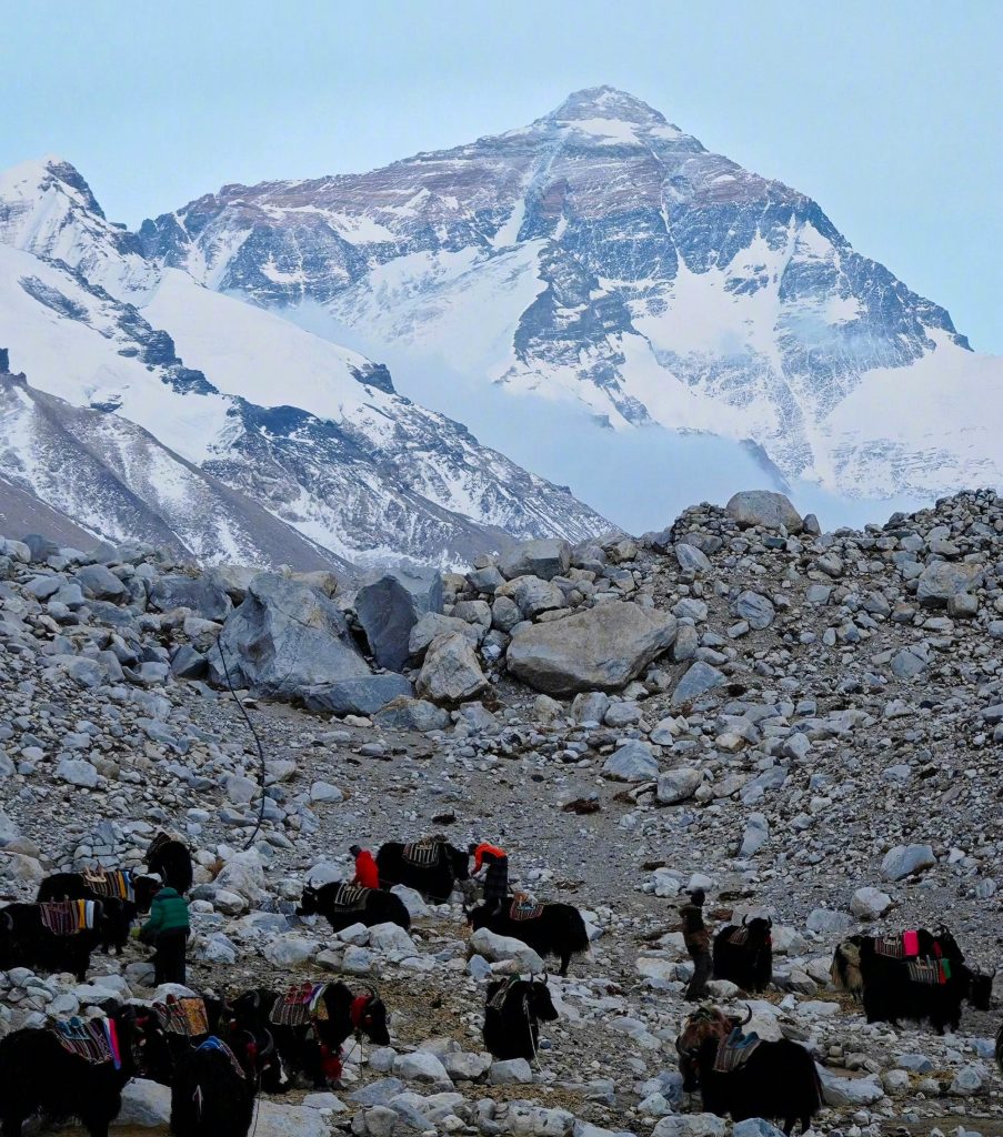 Yaks resting on a rugged Himalayan path beneath snow-covered peaks, showing the best season for the Everest Base Camp Trek