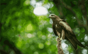 A Black Kite perched on a tree branch in a green forest during a bird-watching tour in Nepal.