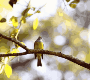 A Grey-headed Canary-flycatcher with a grey head and yellow body perched on a tree branch in a sunlit forest in Nepal.