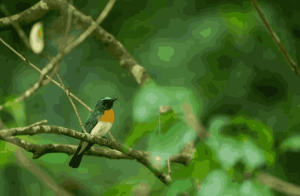 Blue-throated Blue Flycatcher perched on a branch in a green forest during a Bird Watching Tour in Nepal.