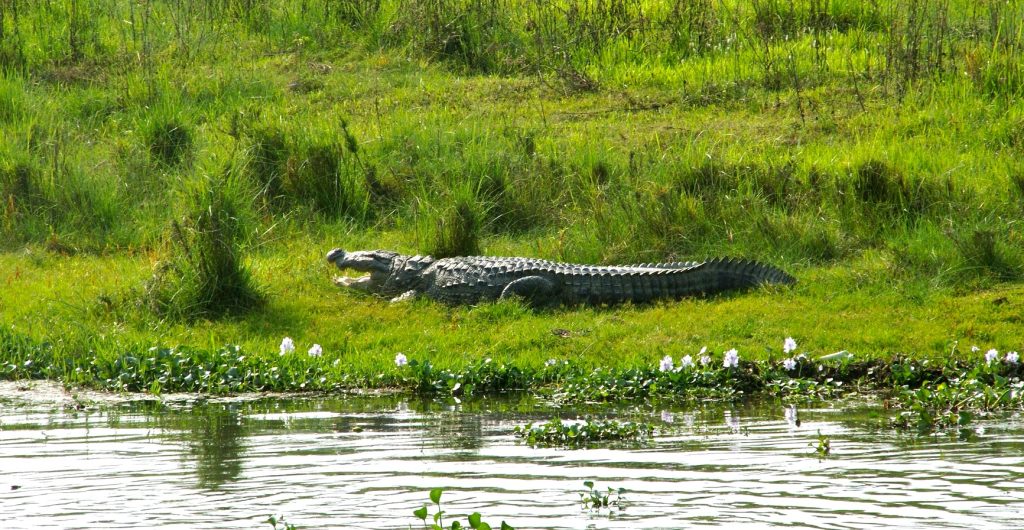 Crocodile resting in the bank of the pond in Chitwan National Park, one of the best tourist places to visit in Nepal
