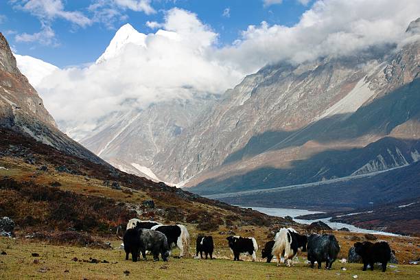 Yak herd grazing in Langtang Valley during the Langtang Valley Trek, viewed as part of a helicopter tour from Kathmandu with dramatic mountain scenery.