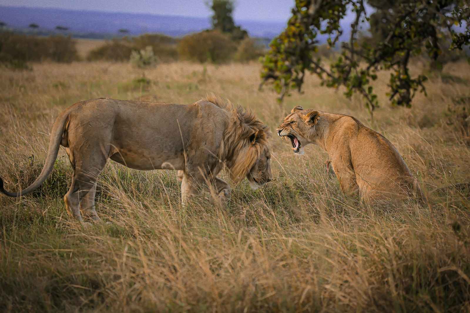 Lioness roaring at the lion in the field.