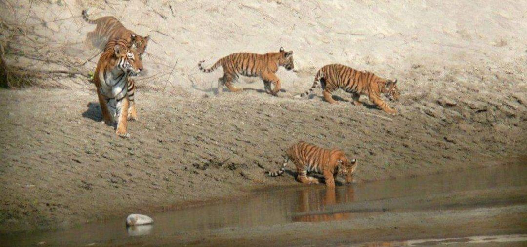 Mother tiger and cubs near a riverbank