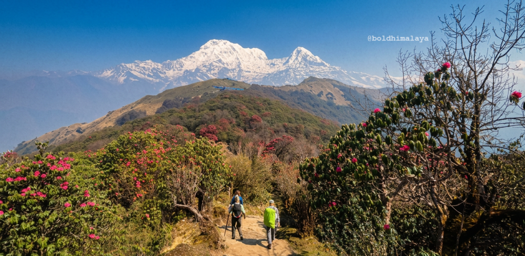 Mardi Himal trek landscape with blooming red and pink rhododendron flowers, clear blue sky, and snow-capped Himalayan peaks visible in the background