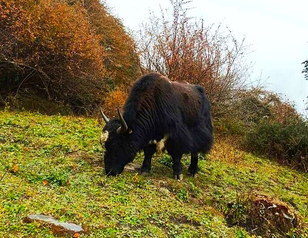 A yak seen during the monsoon treks in Nepal in Khopra danda trek