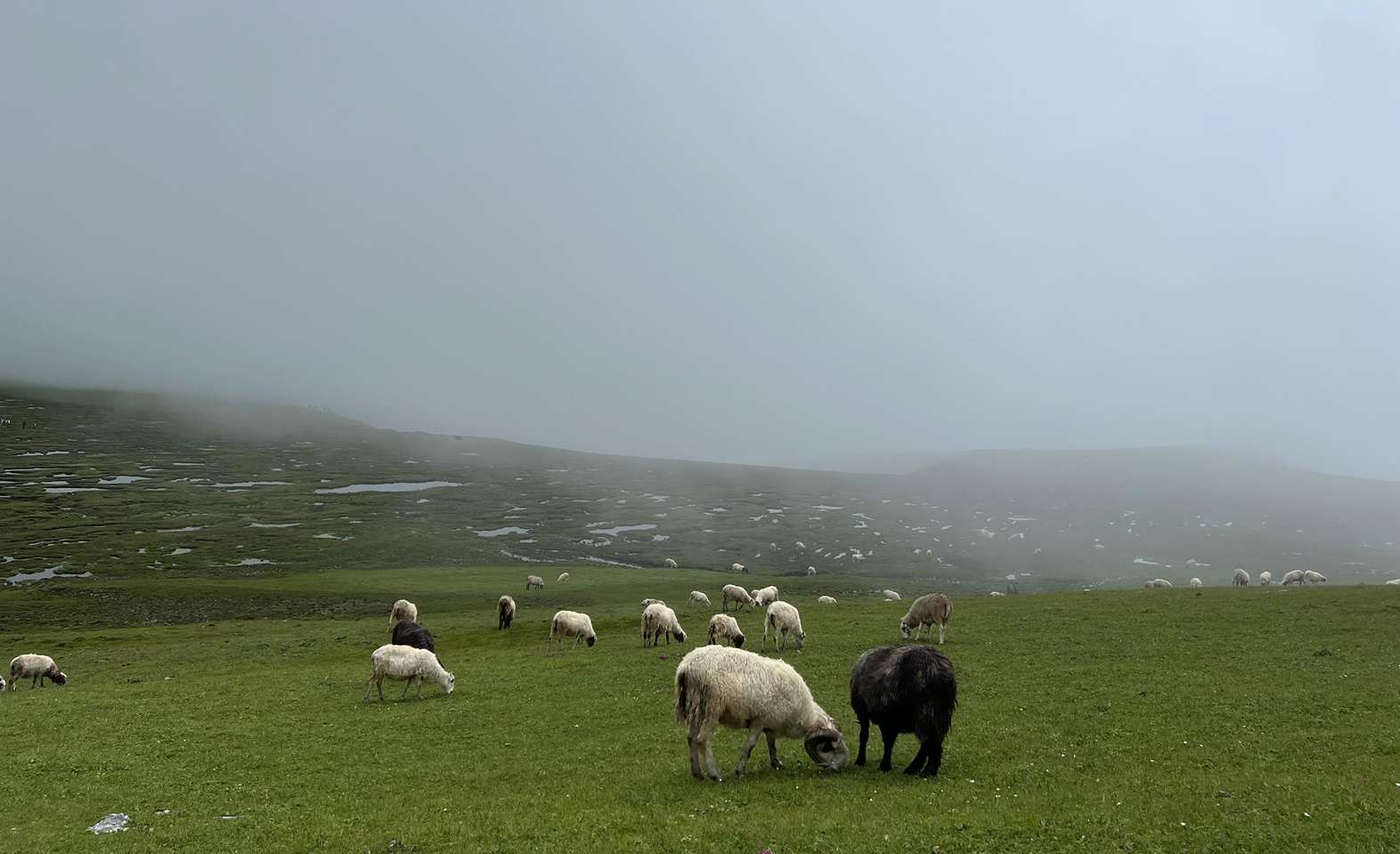 Herd of sheep walking along the trekking path to Badimalika Temple