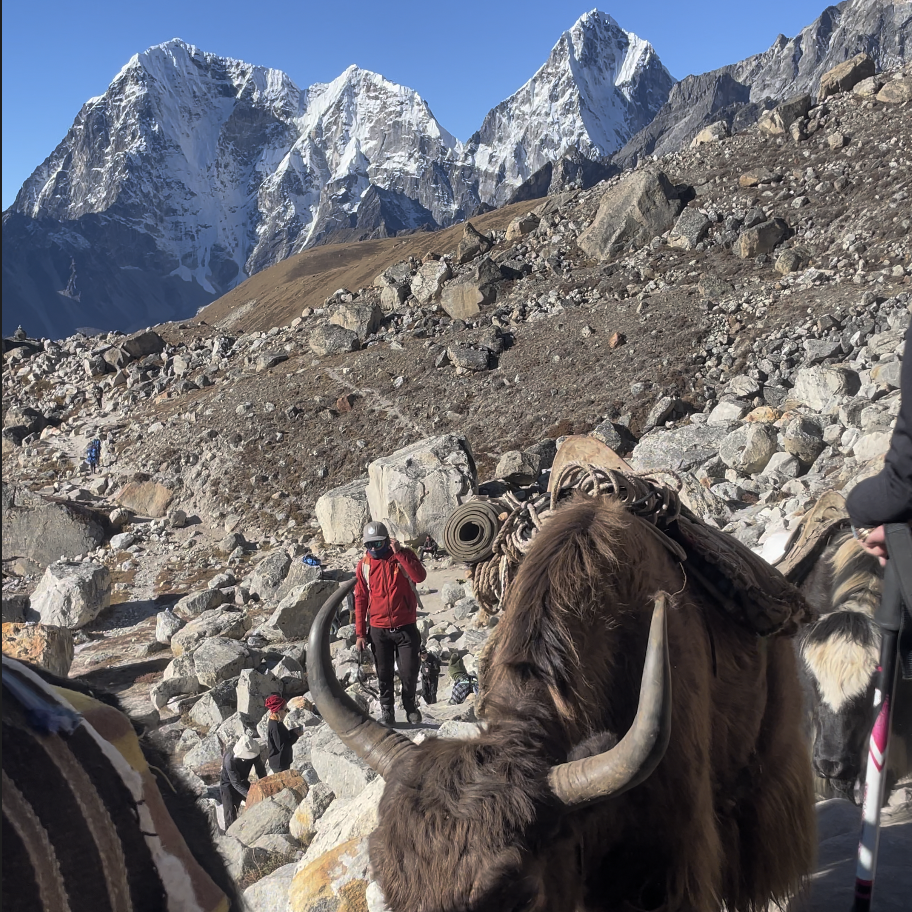 Yaks carrying loads on the rugged trail of the Everest Three Pass Trek with Himalayan peaks in the background-best trek in nepal